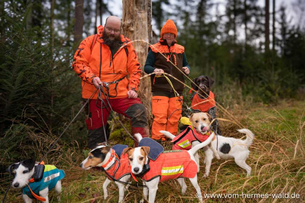 Professionelle Hundemeute für Druckjagden auf Schwarzwild