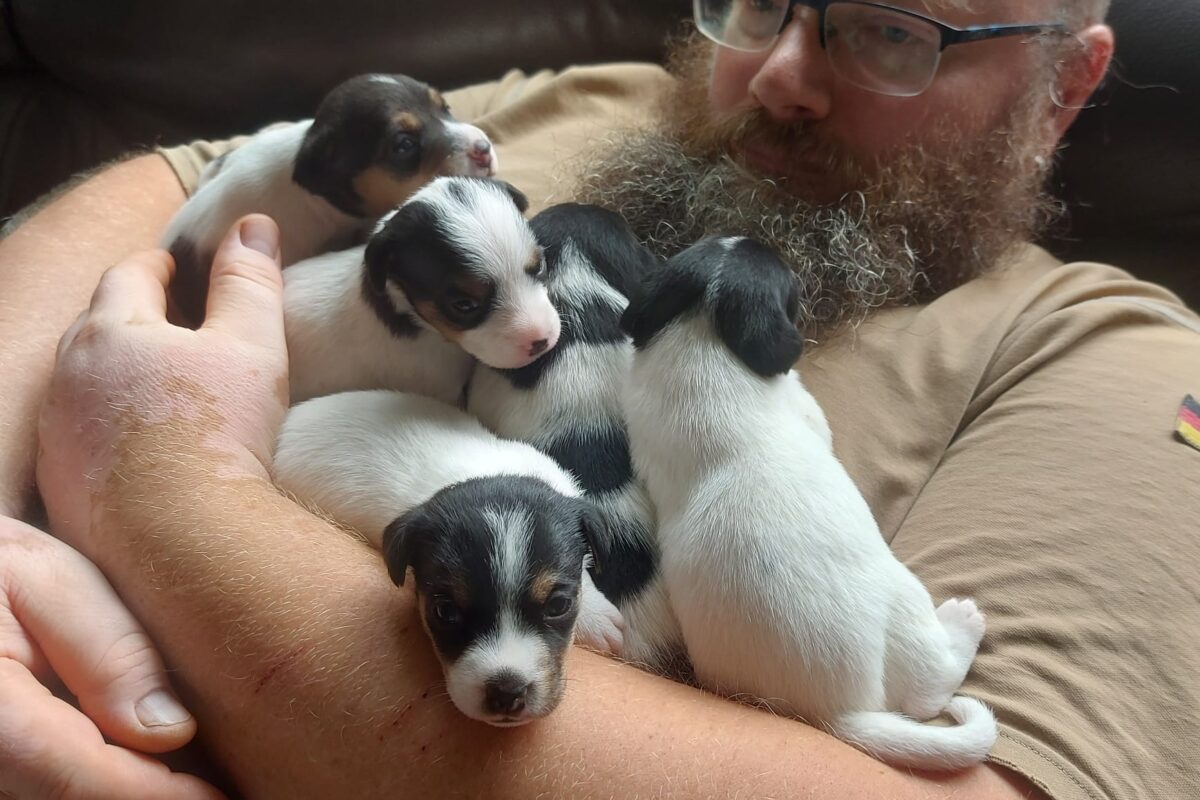 Parson Russell Terrier Welpen Parson Russell Terrier Welpen