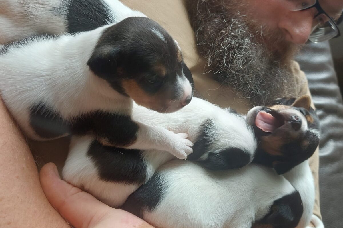 Parson Russell Terrier Welpen Parson Russell Terrier Welpen