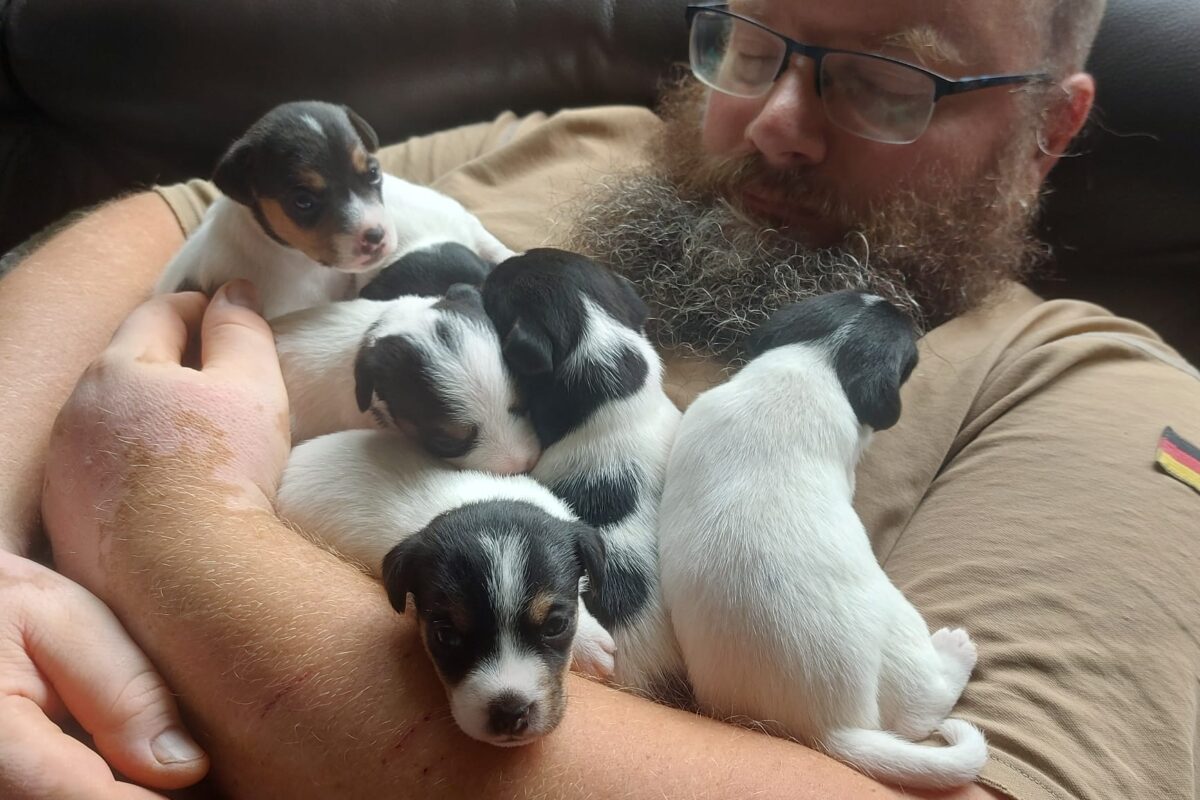 Parson Russell Terrier Welpen Parson Russell Terrier Welpen