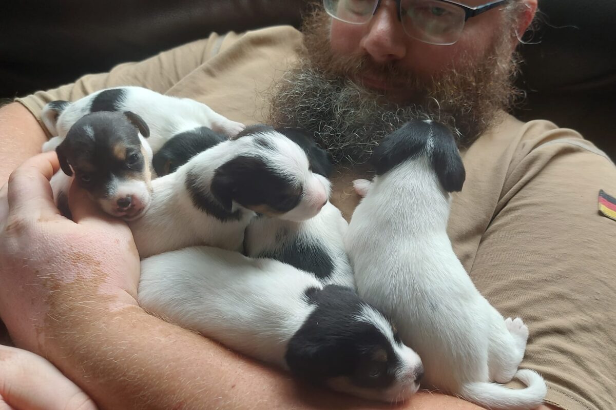 Parson Russell Terrier Welpen Parson Russell Terrier Welpen