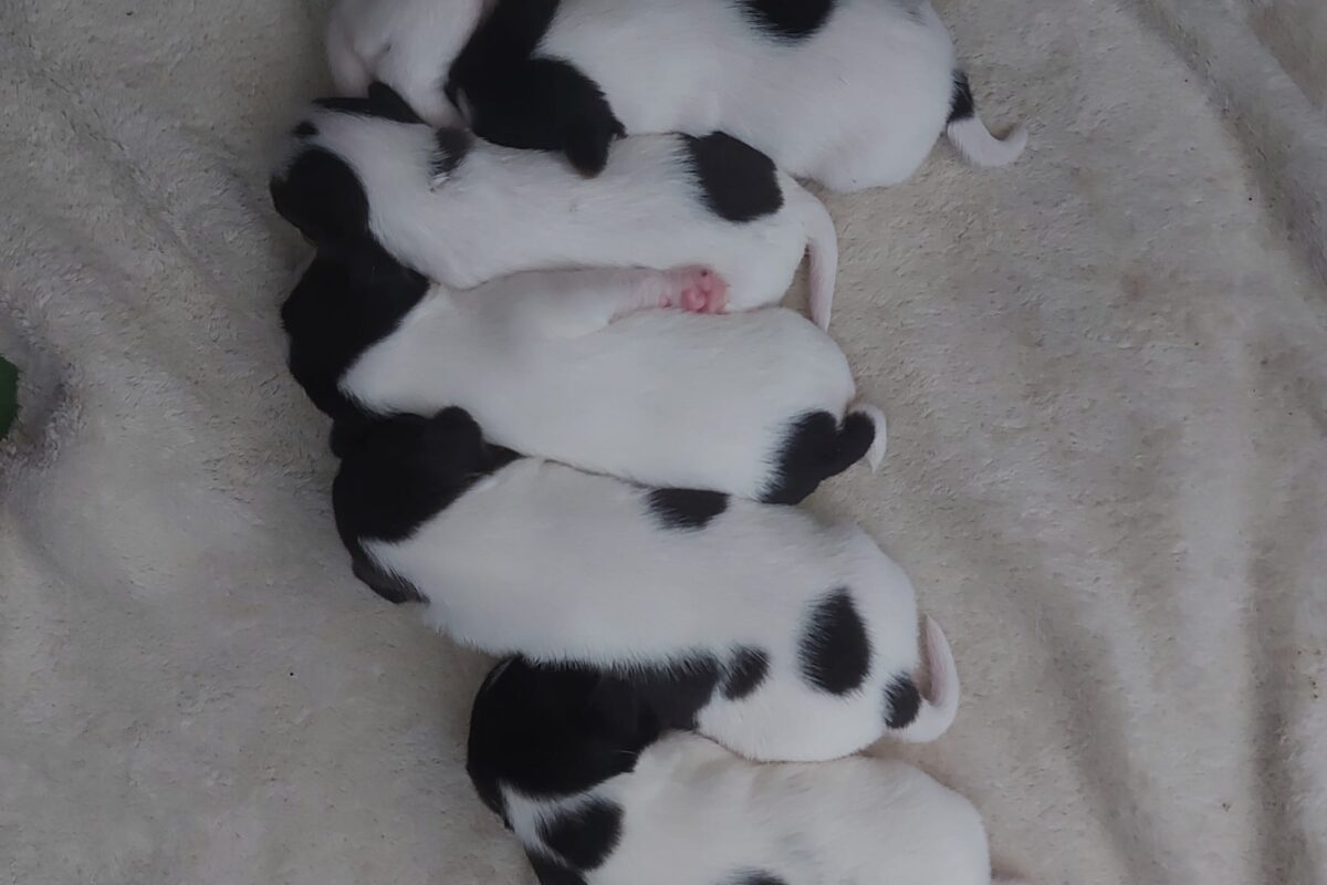 Parson Russell Terrier Welpen Parson Russell Terrier Welpen