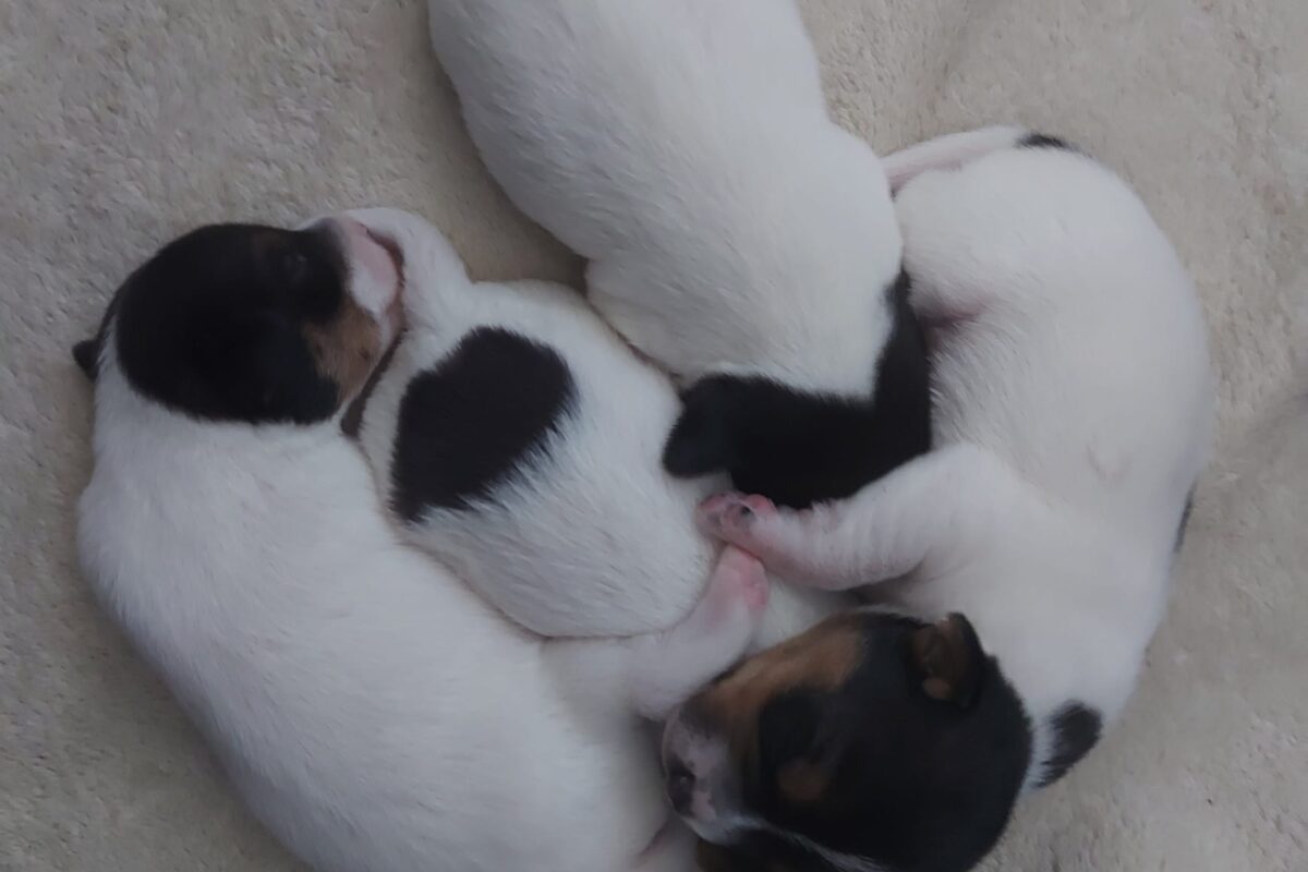 Parson Russell Terrier Welpen Parson Russell Terrier Welpen